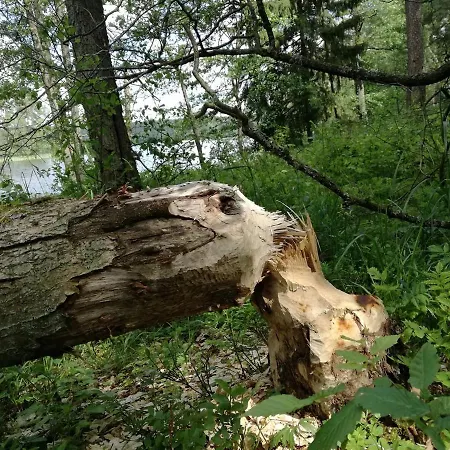 Pod Kogutem Prázdninový dům Piecki (Warmian-Masurian)